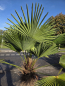 Preview: Winterharte Hanfpalme Trachycarpus Wagnerianus 195 cm ↑ genau die im Bild Nr.50