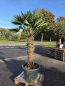Preview: Hanfpalme-Trachycarpus-Wagnerianus-51