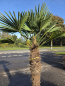 Preview: Winterharte Hanfpalme Trachycarpus Wagnerianus 195 cm ↑ genau die im Bild Nr.51