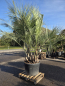 Preview: Butia-capitata-Geleepalme-2