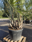 Preview: Butia capitata Palme Geleepalme 310 cm - doppelstamm - Nr.2