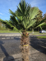 Preview: Winterharte Hanfpalme Trachycarpus Wagnerianus 200 cm ↑ genau die im Bild Nr.53