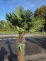 Preview: Winterharte Hanfpalme Trachycarpus Wagnerianus 180 cm ↑ genau die im Bild Nr.54