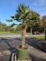Preview: Hanfpalme-Trachycarpus-Wagnerianus-56