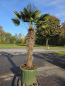 Preview: Hanfpalme-Trachycarpus-Wagnerianus-57