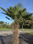 Preview: Winterharte Hanfpalme Trachycarpus Wagnerianus 250 cm ↑ genau diesen im Bild ↑ Nr.58