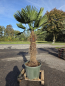 Preview: Hanfpalme-Trachycarpus-Wagnerianus-61