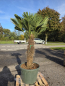 Preview: Hanfpalme-Trachycarpus-Wagnerianus-63