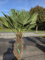 Preview: Winterharte Hanfpalme Trachycarpus Wagnerianus 170 cm ↑ genau die im Bild Nr.63