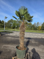 Preview: Hanfpalme-Trachycarpus-Wagnerianus-65
