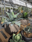 Preview: Agave-ovatifolia-XXL-Nr1