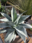 Preview: Frosttolerante Agave ovatifolia im Deko Topf ↑ genau die Agave im Bild ↑ XXL Nr.1