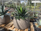Preview: Agave-montana-XXL-Nr2