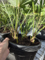 Preview: 5er gruppe Trachycarpus Wagnerianus Hanfpalme 75 cm Nr.68