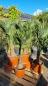 Preview: Winterharte Hanfpalme Trachycarpus Wagnerianus 90/100cm.