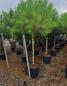 Preview: Pinus Pinea in NRW kaufen - www.plantaplaza.de