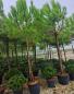 Preview: Pinus-Pinea