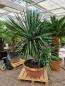 Preview: yucca-recurvifolia-190cm