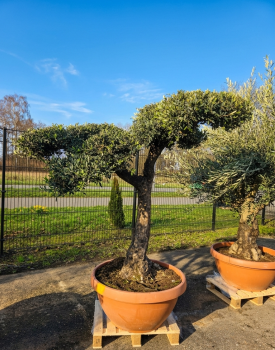 Olivenbaum-pom-pon-Nr-12