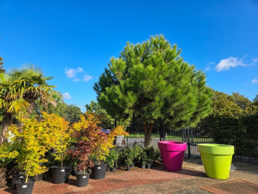 Pinus Pinea ende Sommer 2026