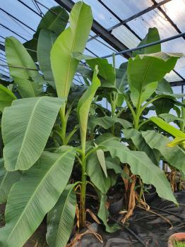 Musa Basjoo winterfeste Bananenpflanze