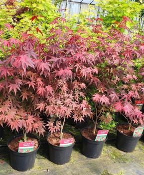 Japanischer Ahorn 130/140cm 'Bloodgood' - Roter Fächerahorn.