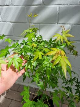 Fächerahorn Acer palmatum 70/80cm ´grüner Schlitzahorn´.