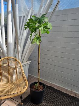 Feigenbaum Ficus Carica 150cm ´Brown Turkey´