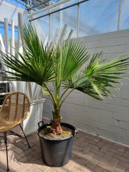 Palme Washingtonia Robusta 180-200cm / 40cm Stamm.