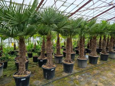 Trachycarpus Fortunei +220cm / 90-100cm Stamm - Winterharte Hanfpalme.