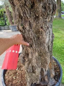 Olivenbaum 240cm  / 105cm Stammumfang - Olea Hojiblanca Nr.256