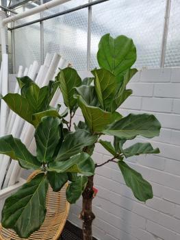 Ficus Lyrata Geigenfeige 190cm - genau diesen - Nr.4