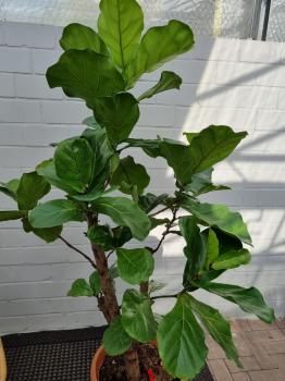 Ficus Lyrata Geigenfeige 180cm - genau diesen - Nummer 3.