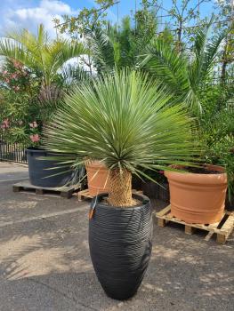 Yucca Rostrata - Capi Vase Nature Rib