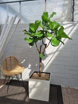Ficus-Lyrata-190-Geigenfeige-lechuza-cube50
