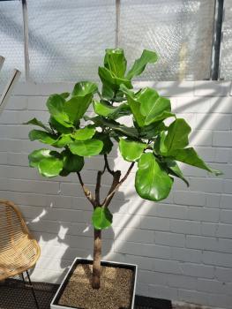 Ficus Lyrata Geigenfeige 190cm im Lechuza Cube 50.