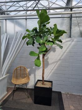 Ficus-Lyrata-Geigenfeige-lechuza-cube50