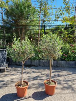 Olivenbaum 140cm - Olea Hojiblanca.