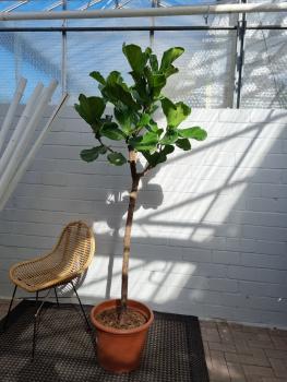 Ficus-Lyrata-Geigenfeige-Nr14