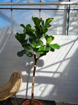 Ficus Lyrata Geigenfeige 210cm - genau diesen - Nummer 14