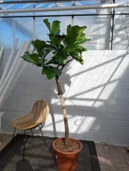Ficus Lyrata Geigenfeige 210cm - genau diesen - Nummer 15
