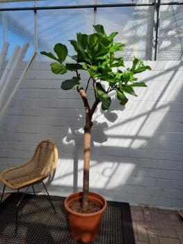Ficus-Lyrata-Geigenfeige-Nummer-16