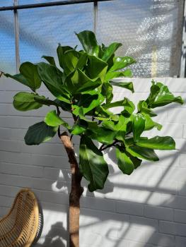 Ficus Lyrata Geigenfeige 200cm - genau diesen - Nummer 16