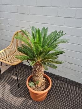 Cycas Revoluta Palmfarn 100cm / 30cm Stamm - genau dieser - Nr.3