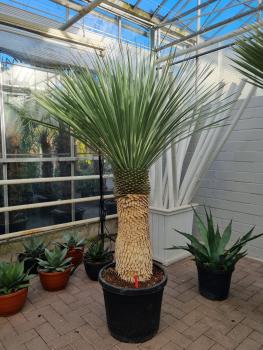 Yucca Rostrata Nr.174 kaufen