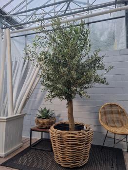 Olivenbaum im Rattan Pflanzkorb 200cm
