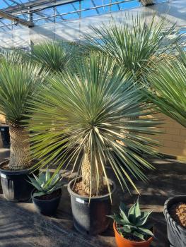 Yucca-rostrata-kaufen Nr-24-23 Planzaplaza