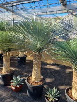Yucca-rostrata-kaufen Nr-27-23 Planzaplaza