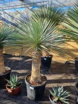 Yucca-rostrata-kaufen Nr-29-23 Planzaplaza
