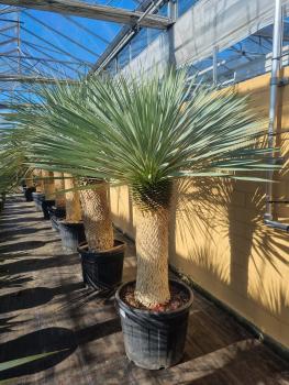 Yucca Rostrata 190cm - 95cm Stamm - genau diesen Nr.8-23